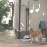 高砂市の「歌う犬」